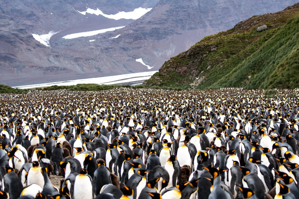 King penguins at Salisbury Plain on South Goergia 