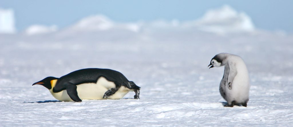 Antarctic Penguins: Emperor Penguin