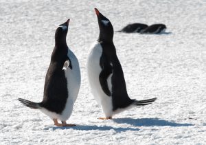 Gentoo penguins facing each other in the snow. 