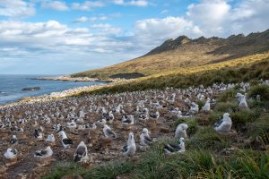 A black browed albatross colony at Steeple Jason in the Falklands. 