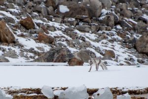 An arctic fox walking in the snow.