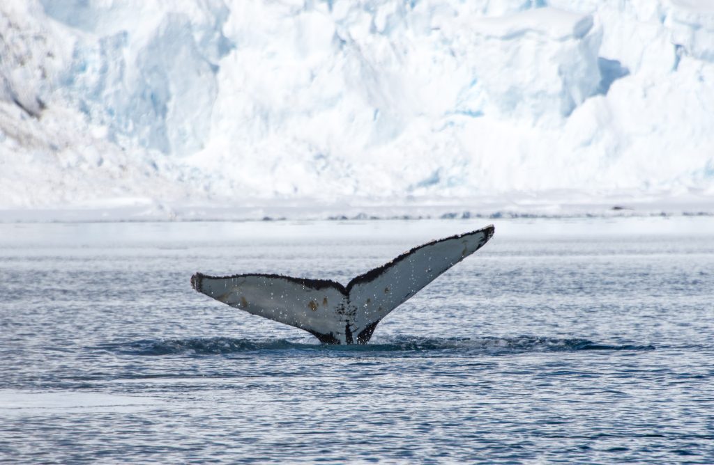 White fluke of humpback whale.
