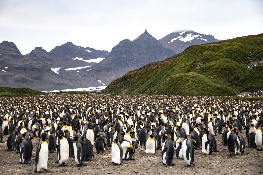 King penguin colony on South Georgia with mountains in background.