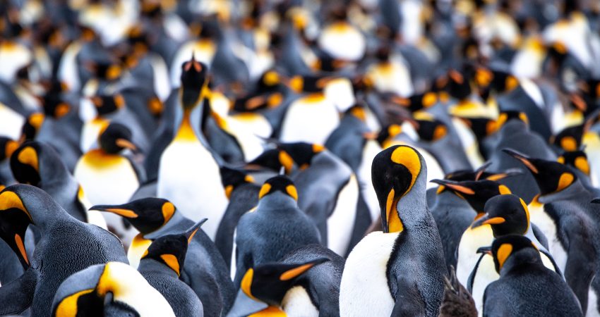 Polar Cruises king penguins in South Georgia