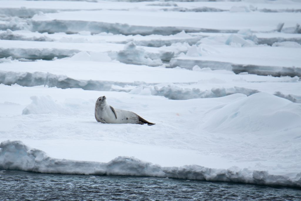 A crabeater seal laying on an ice floe.