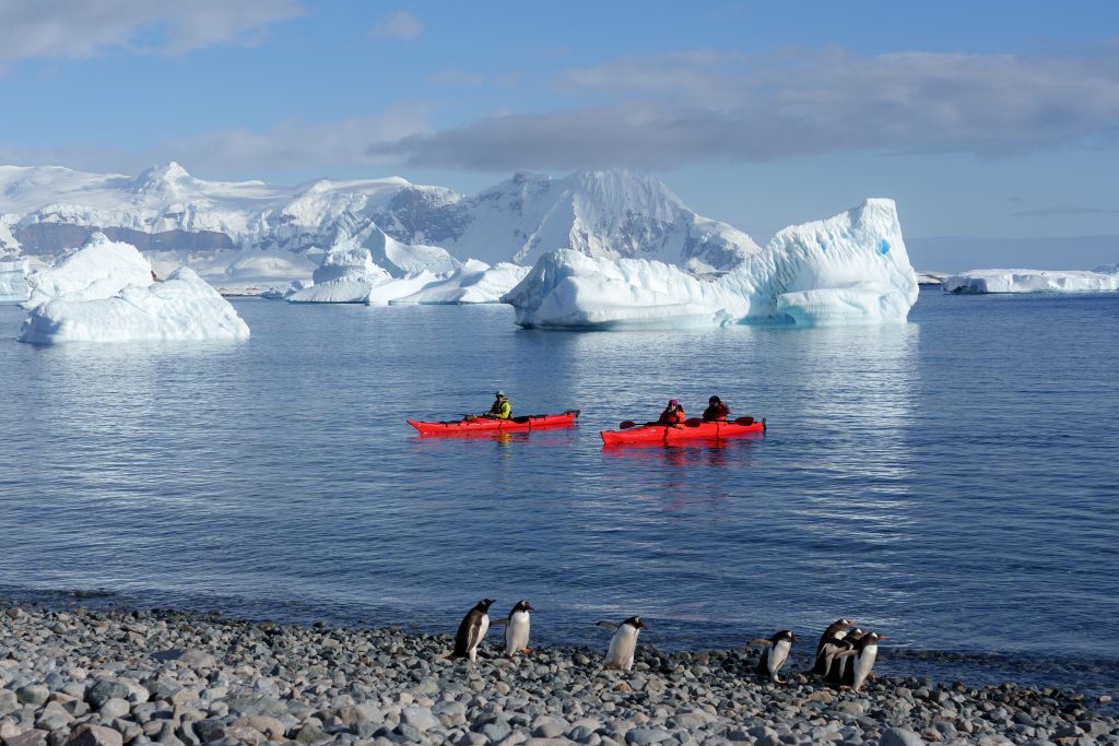 Two kayaks in the water with penguins walking on shore and icebergs in the background