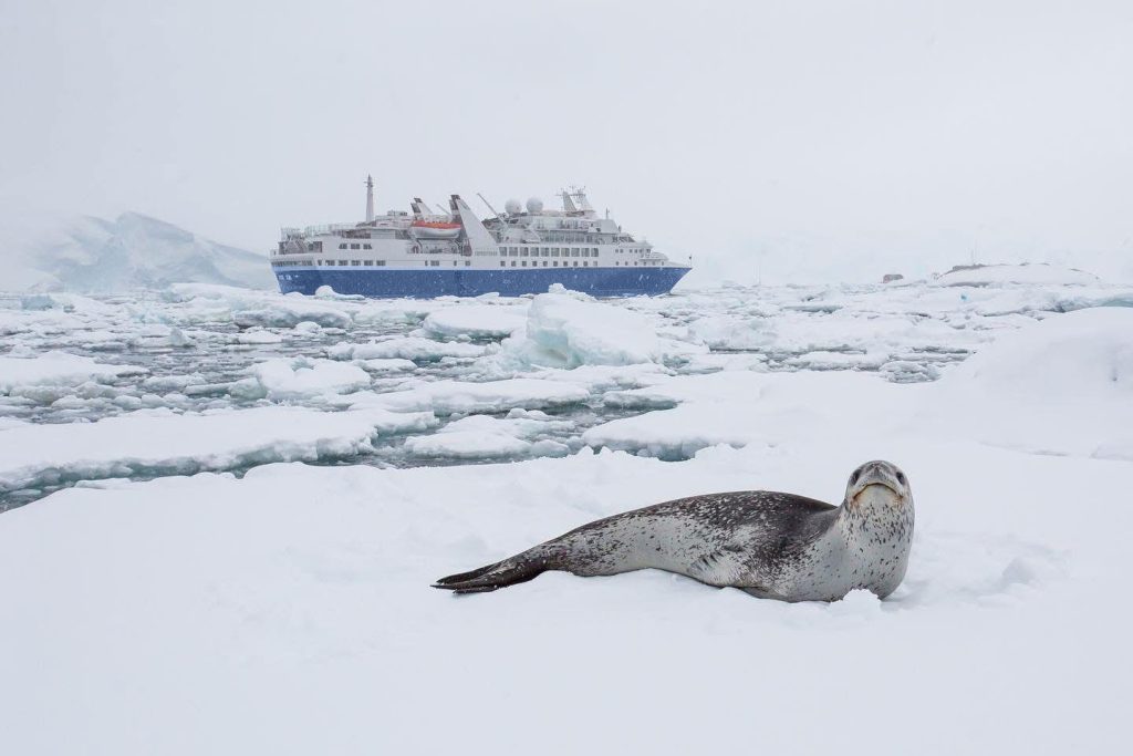 Seal on ice floe with the Discoverer ship in background.