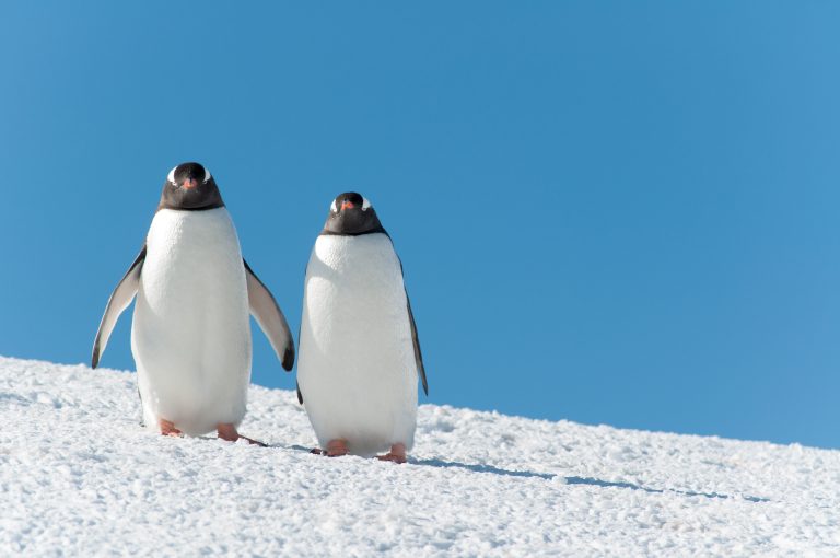 20151119-Antarctica Nikon-156