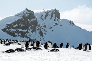 Penguin colony with soaring mountain peak in background. 