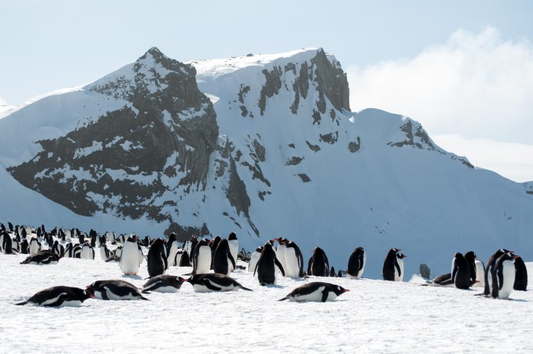 20151119-Antarctica Nikon-178