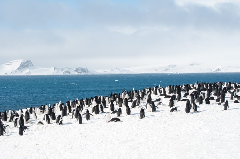 20151119-Antarctica Nikon-216