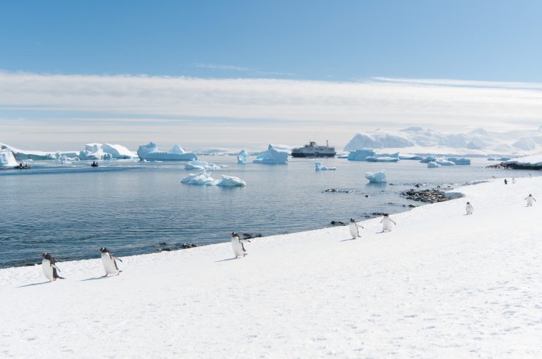 Polar Cruises Antarctica. Penguins walking on the snow.