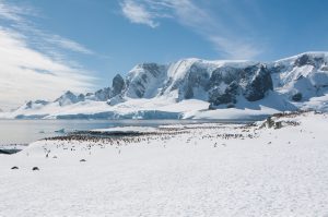 Gentoo penguin colony on the snow in Antarctica. 