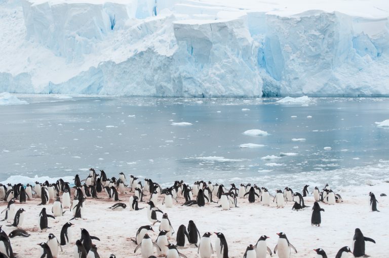 20151119-Antarctica Nikon-652