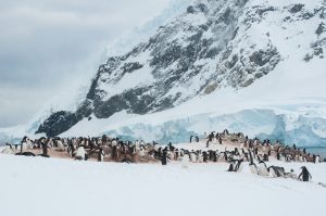 Gentoo penguin colony with glacier in background. 