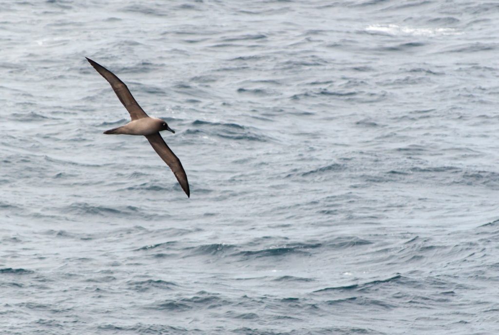 Light-mantled albatross soaring over the water. 