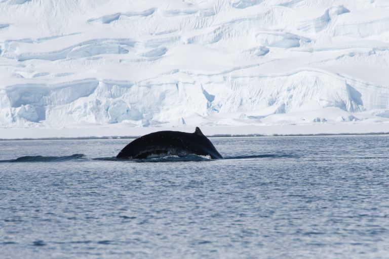 Humpback whale feeding in Antarctica