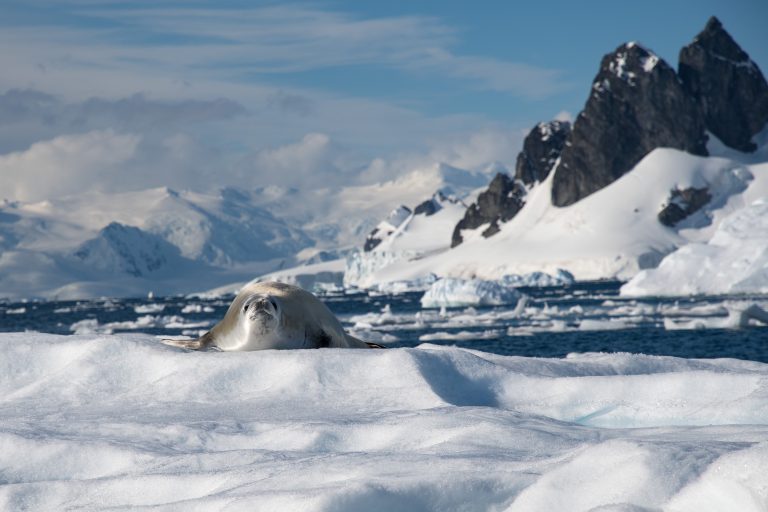 Crabeater seal on an ice floe