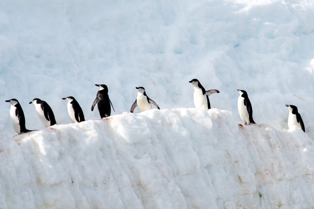 A line of chinstrap penguins walking on the snow in Antarctica.