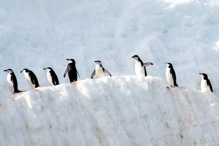 Chinstrap penguins walking on the snow