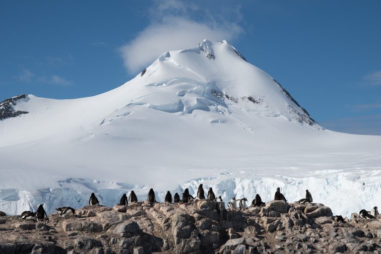 Gentoo Penguins with dramatic mountain background on the Antarctic Peninsula
