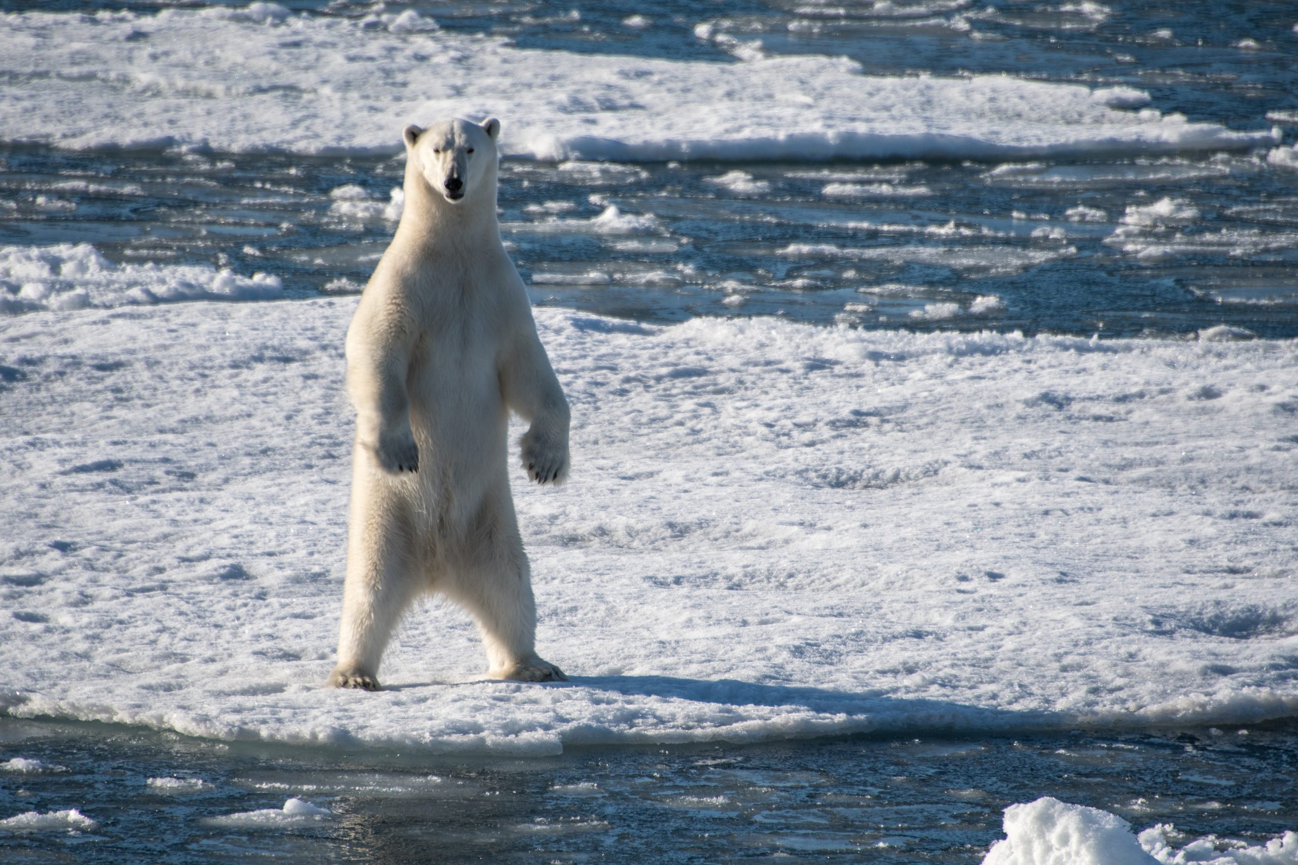 Polar Bear standing on ice floe on an Arctic Polar Bear trip.