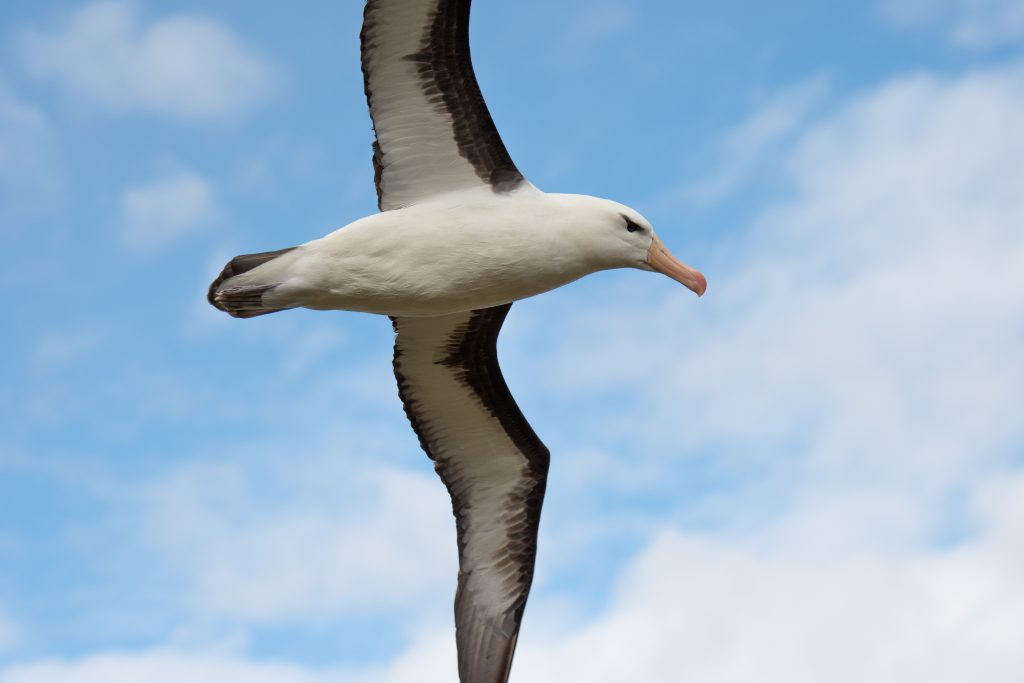 Black browed albatross soaring overhead.