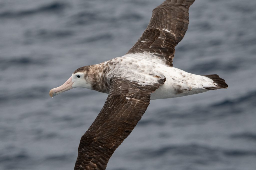 Sea bird soaring above Southern Ocean.