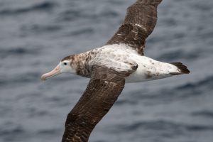 Sea bird soaring above Southern Ocean.