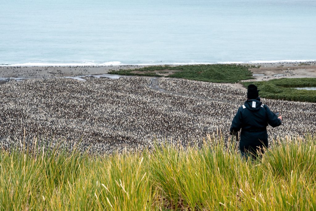 View of massive king penguin colony at Salisbury Plain on South Georgia.