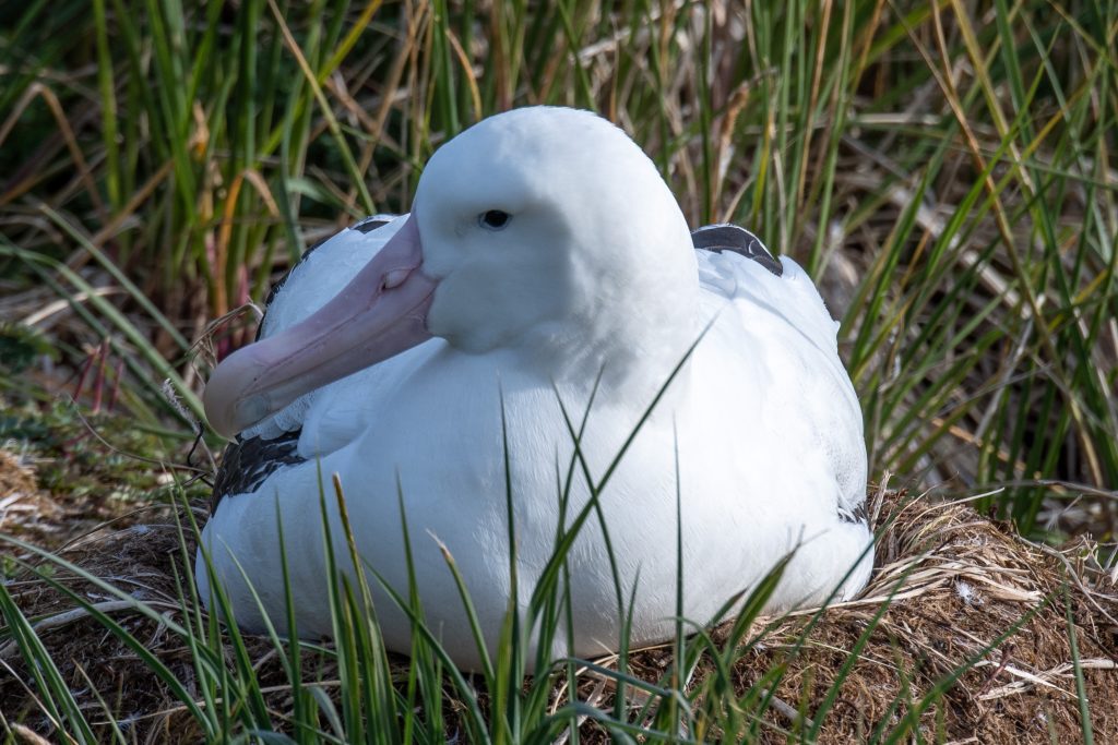 Wandering albatross on the nest at South Georgia