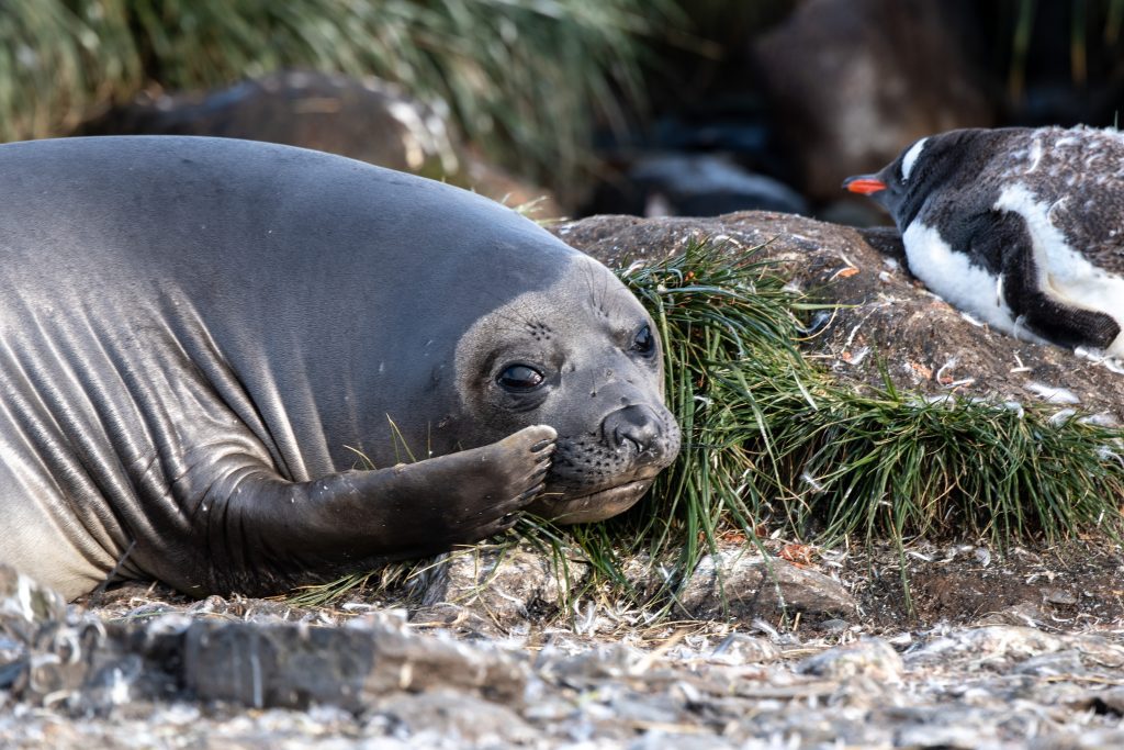 elephant seal and gentoo penguin in South Georgia