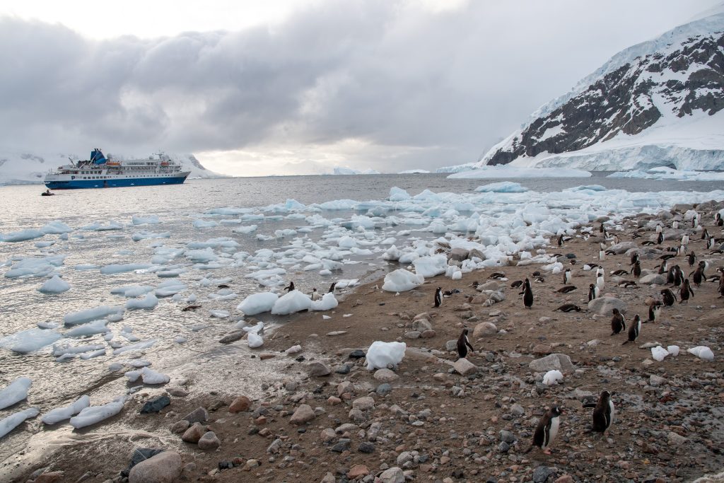 Penguins on the beach with ship anchored in the distance.