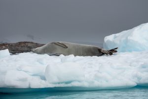 Crabeater seal on an iceberg. 