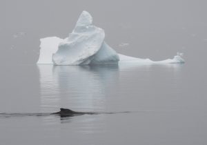 Whale fin poking out of the water with iceberg in background. 