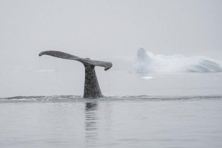 20240207-Antarctica Seaventure-1857