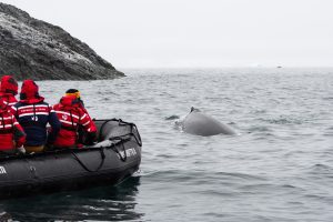 Guests in zodiac looking at whale swimming in the water. 