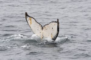 20240207-Antarctica Seaventure-2104