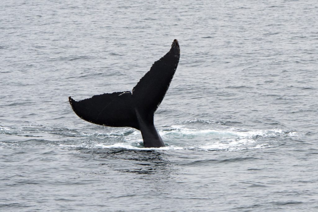 Fluke of a humpback whale out of the water. 