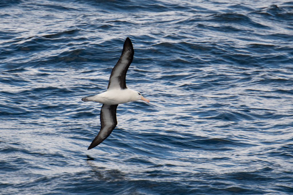 A black browed albatross soaring above the water in the Southern Ocean.
