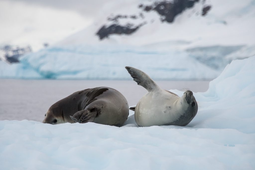 Two seals laying on the ice. 