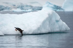 A gentoo penguin diving into the water. 
