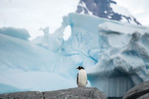 Penguin standing on rock with iceberg in background.
