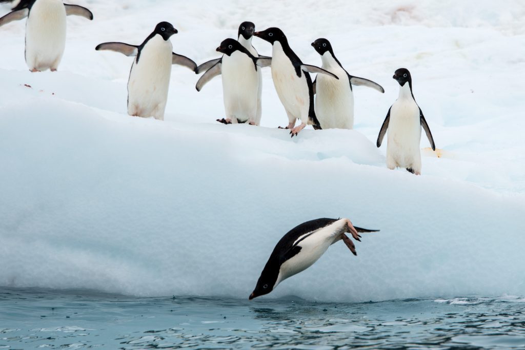 Adelie penguins on the ice