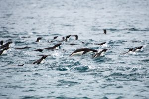 Penguins porpoising in the water. 