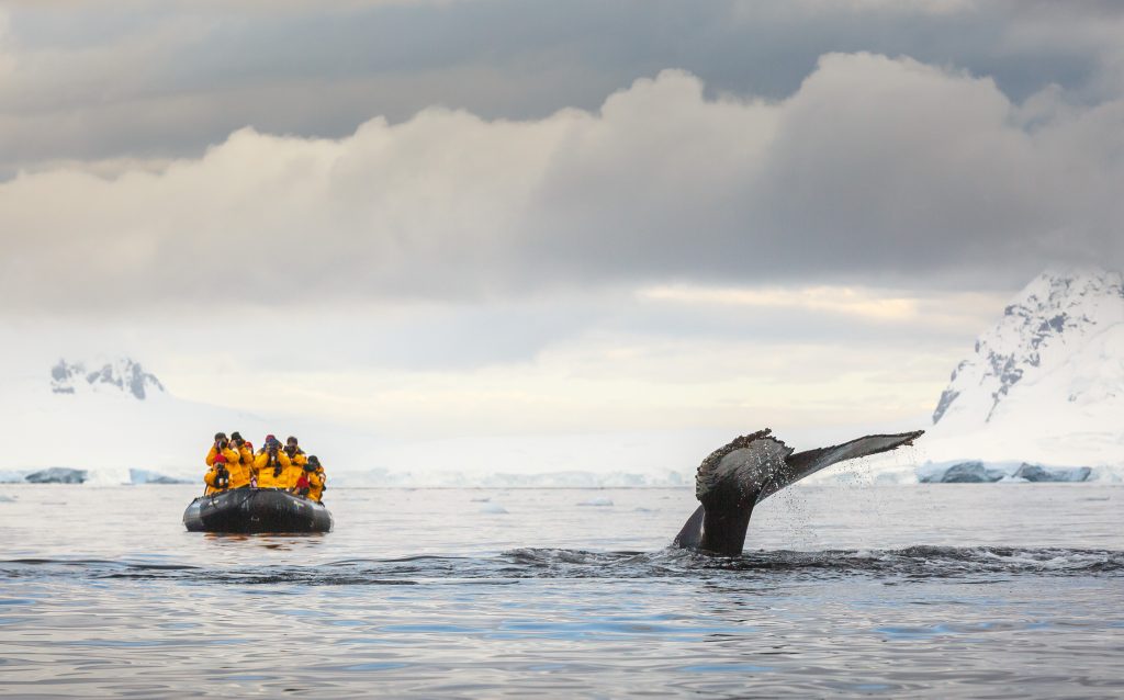 Whale fluke next to zodiac full of passengers.