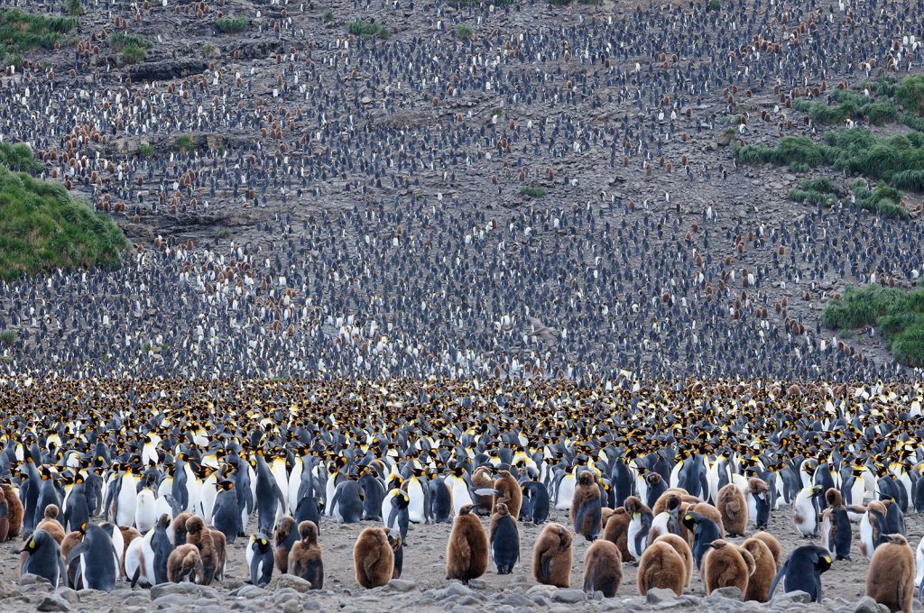Thousands of king penguins in a colony. 