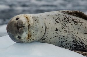 A closeup of a leopard seals head laying on the ice. 