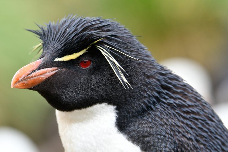 PL-Rockhopper-Penguins-Falklands-South-Georgia