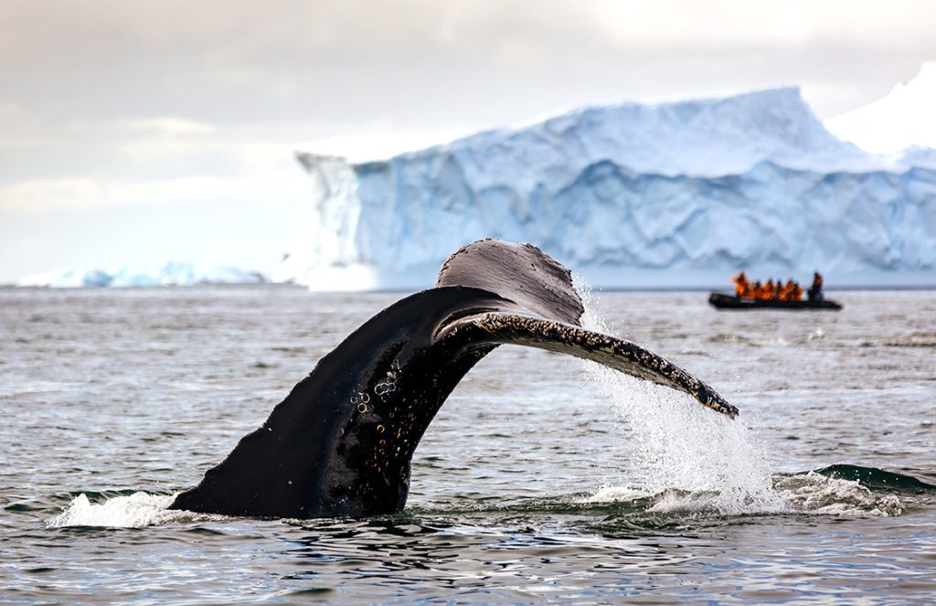 Humpback whale fluke with iceberg and zodiac.